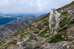 Mountain Goat || Mt. Harvard, CO