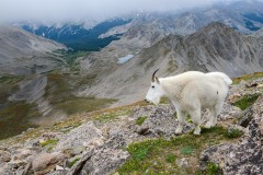 Mountain Goat || Mt. Harvard, CO