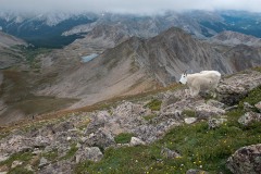 Mountain Goat || Mt. Harvard, CO