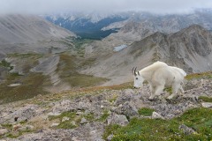 Mountain Goat || Mt. Harvard, CO