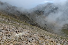 Mountain Goat in Talus || Mt. Harvard, CO