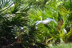 White Pelican on Cumberland Island || GA