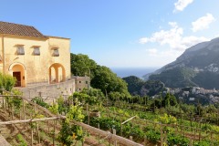 Vineyard in Ravello || Amalfi Coast