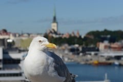 Port of Tallinn || Estonia