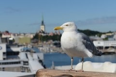Port of Tallinn || Estonia