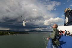 Seagull and Storm || Oslofjord
