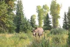 Cow Moose || Grand Teton NP
