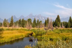 Cow Moose in River || Grand Teton NP