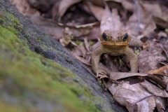 Frog || Kauai