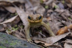 Frog || Kauai
