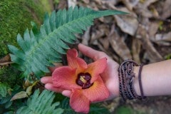 Hawaiian Flora || Kauai
