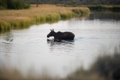 Moose Crossing River || Grand Teton NP
