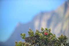 Ohi'a Cliff Blossom || Kōke'e State Park
