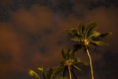 Palms Against the Night Sky || Molokai