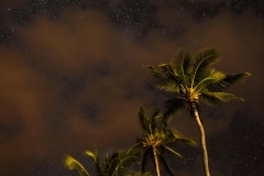 Palms Against the Night Sky || Molokai