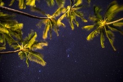 Palms Against the Night Sky || Molokai
