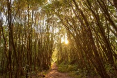 Pihea Trail || Kauai, Hawaii