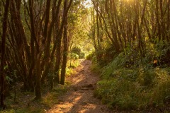 Pihea Trail || Kauai, Hawaii