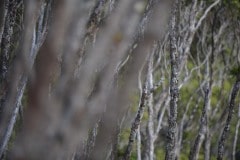 Silver Abstract || Kōke'e State Park