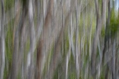 Silver Abstract || Kōke'e State Park