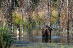 Thirsty Moose || Grand Teton NP
