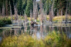 Thirsty Moose || Grand Teton NP