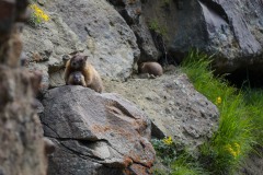 Marmot Mother || Gunnison National Forest, CO