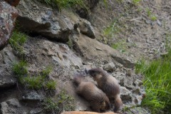 Mother and Young Marmots || Gunnison National Forest, CO