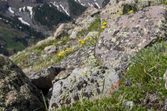 Wildflowers at Storm Pass || Gunnison National Forest, CO