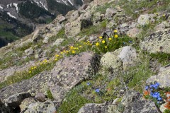 Wildflowers at Storm Pass || Gunnison National Forest, CO