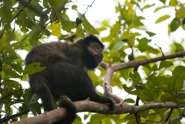 Black Capuchin Monkey || Iguazu Falls, Argentina