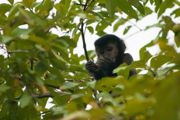 Black Capuchin Monkey || Iguazu Falls, Argentina