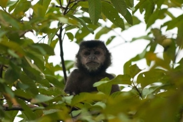 Black Capuchin Monkey || Iguazu Falls, Argentina
