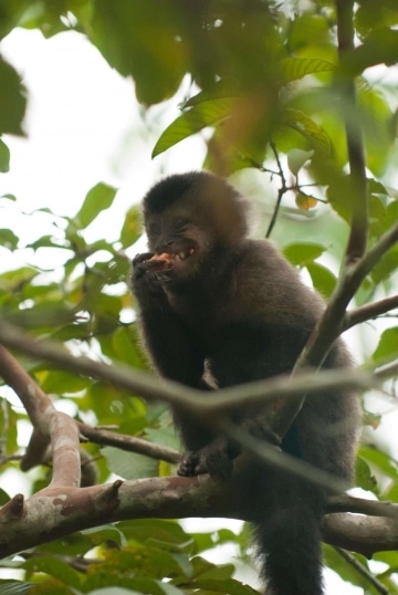 Black Capuchin Monkey || Iguazu Falls, Argentina
