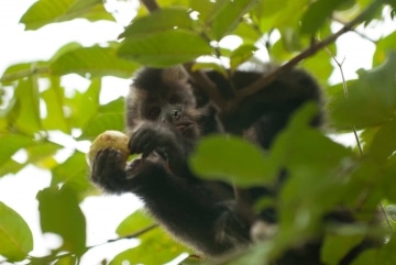 Black Capuchin Monkey || Iguazu Falls, Argentina