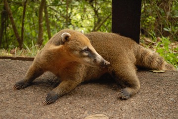 Coati || Iguazu Falls, Brazil