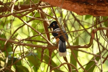 Plush-Crested Jay || Iguazu Falls, Argentina