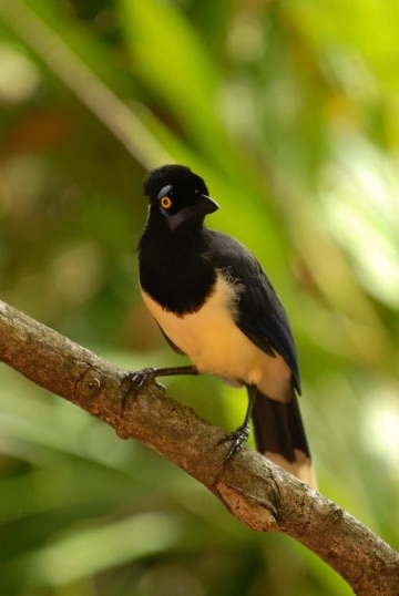 Plush-Crested Jay || Iguazu Falls, Argentina