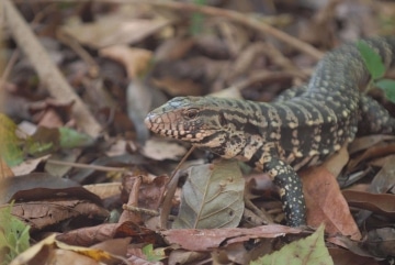 Tegu Lizard || Iguazu Falls, Argentina