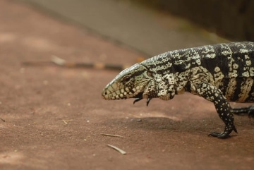 Tegu Lizard || Iguazu Falls, Argentina
