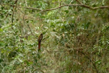 Unidentified Bird || Iguazu Falls, Argentina