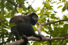Black Capuchin Monkey || Iguazu Falls, Argentina