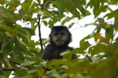 Black Capuchin Monkey || Iguazu Falls, Argentina