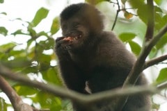 Black Capuchin Monkey || Iguazu Falls, Argentina