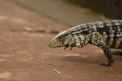 Tegu Lizard || Iguazu Falls, Argentina