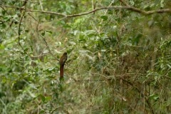 Unidentified Bird || Iguazu Falls, Argentina
