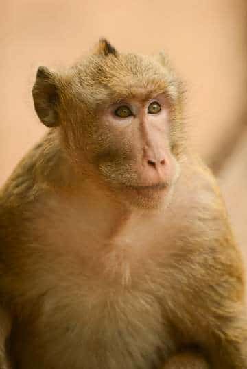 Macaque at Angkor || Siem Reap, Cambodia