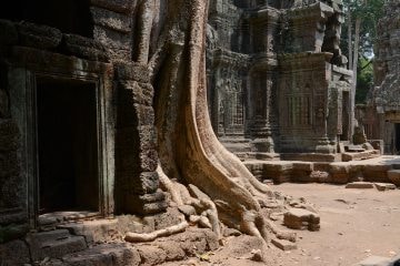 Ta Prohm at Angkor || Siem Reap, Cambodia