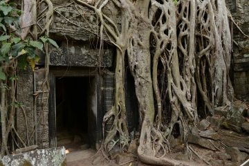 Ta Prohm at Angkor || Siem Reap, Cambodia