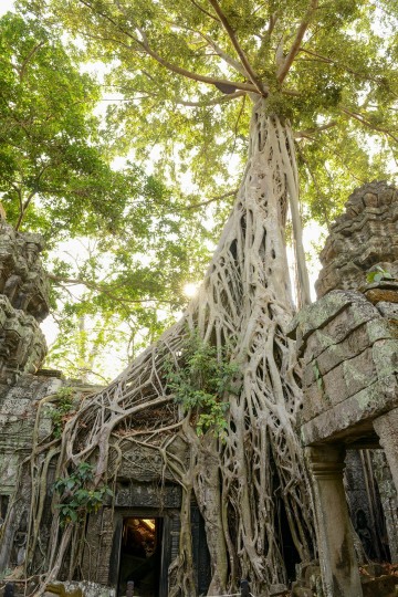 Ta Prohm at Angkor || Siem Reap, Cambodia